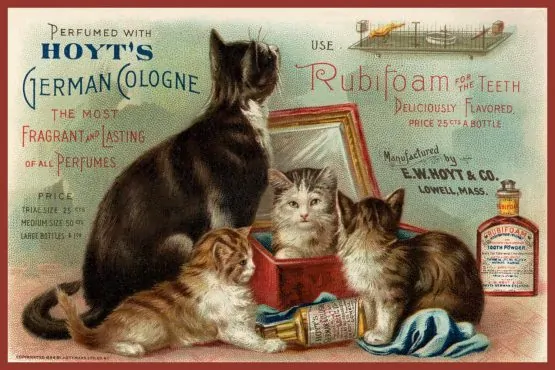 Cats